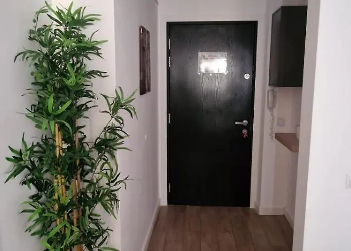 Carol - Vibes ブカレスト